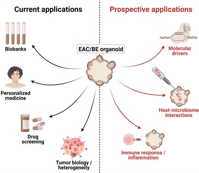 Modelling esophageal adenocarcinoma and Barrett’s esophagus with patient-derived organoids